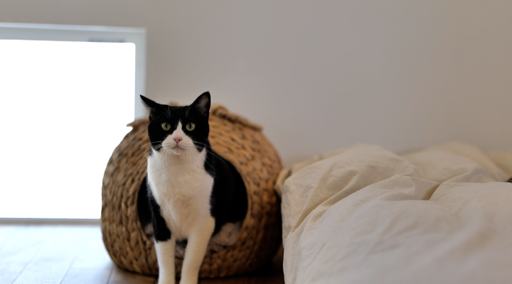 動物も快適に暮らせる家のイメージ