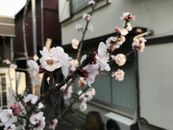 桜の画像｜岡崎市・豊田市・幸田町を中心に注文住宅、新築一戸建てを手掛ける共感住宅ray-out（レイアウト）