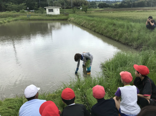 岡崎市・豊田市・幸田町を中心に注文住宅、新築一戸建てを手掛ける共感住宅ray-out（レイアウト）の社長が田植え体験に参加