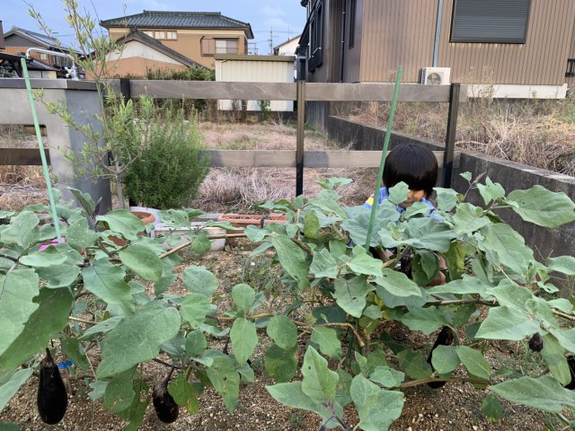 夏野菜の収穫