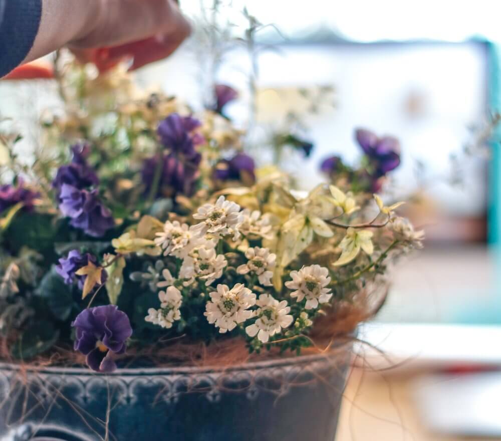 Bloom Bloom
