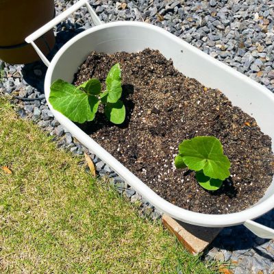 プランターに植えた夏野菜