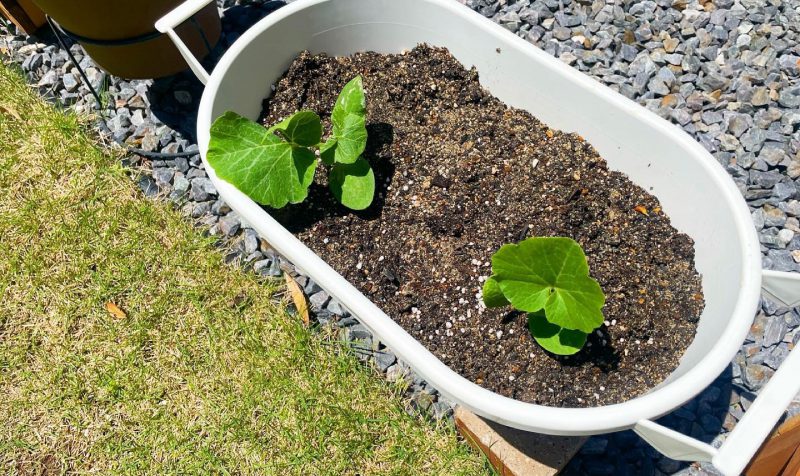 プランターに植えた夏野菜