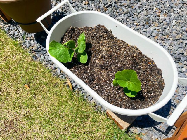 プランターに植えた夏野菜