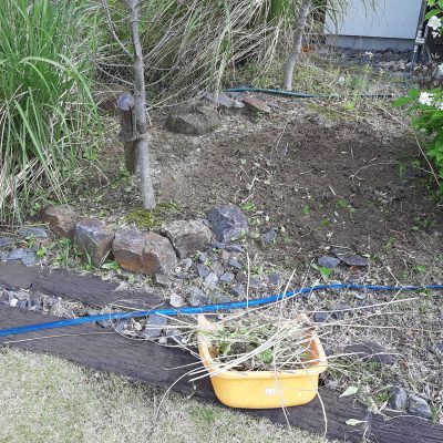 朝の草取り