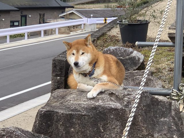 調査を見守るワンちゃん