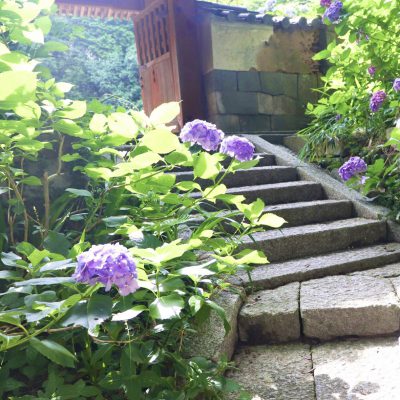 「あじさい寺」