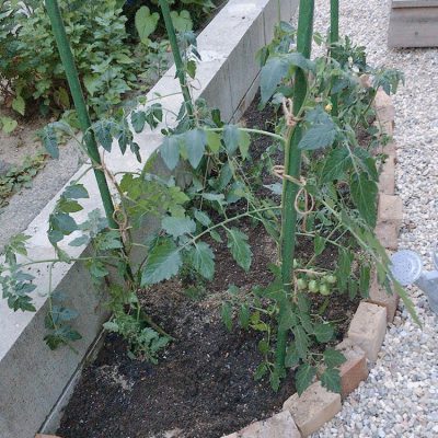 花壇のトマトの苗