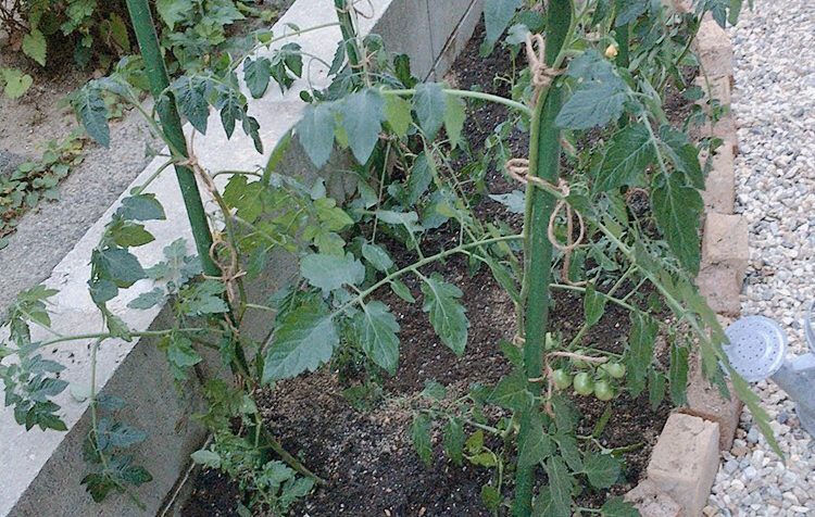 花壇のトマトの苗