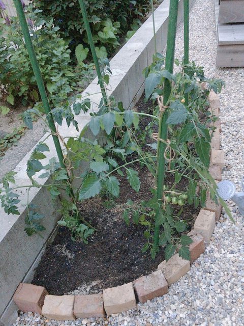 花壇のトマトの苗