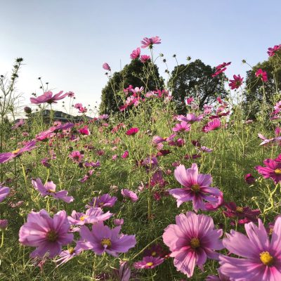 綺麗に咲くコスモス