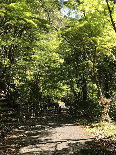 愛知県の森林