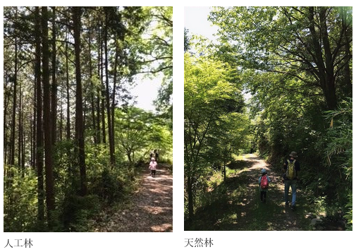 人工林と天然林の比較写真