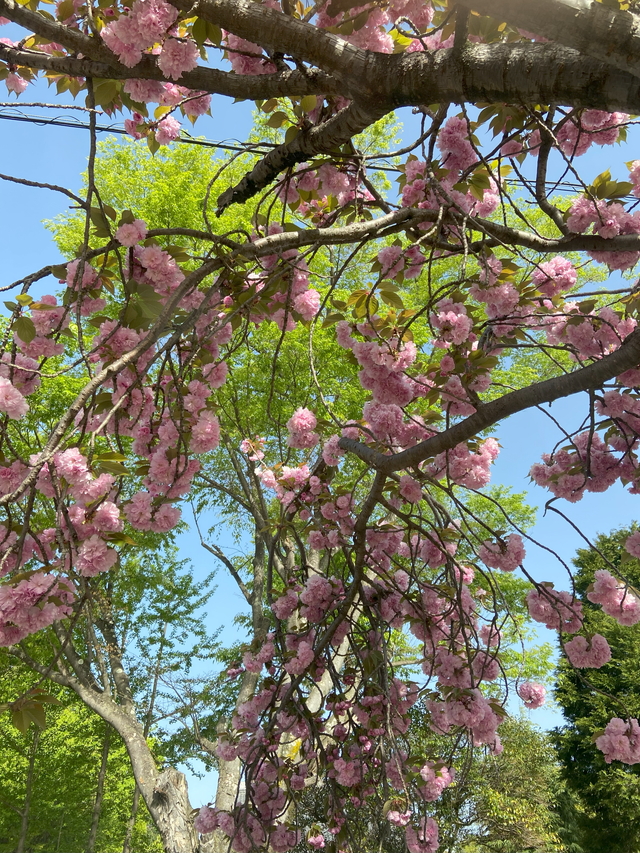 まるで桜餅のような八重桜