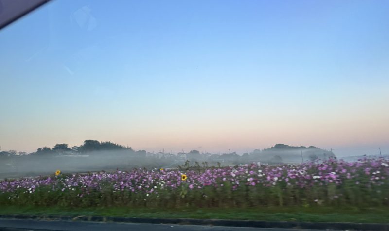 田畑の周りのコスモス畑の奥に白い霧が見える朝の景色