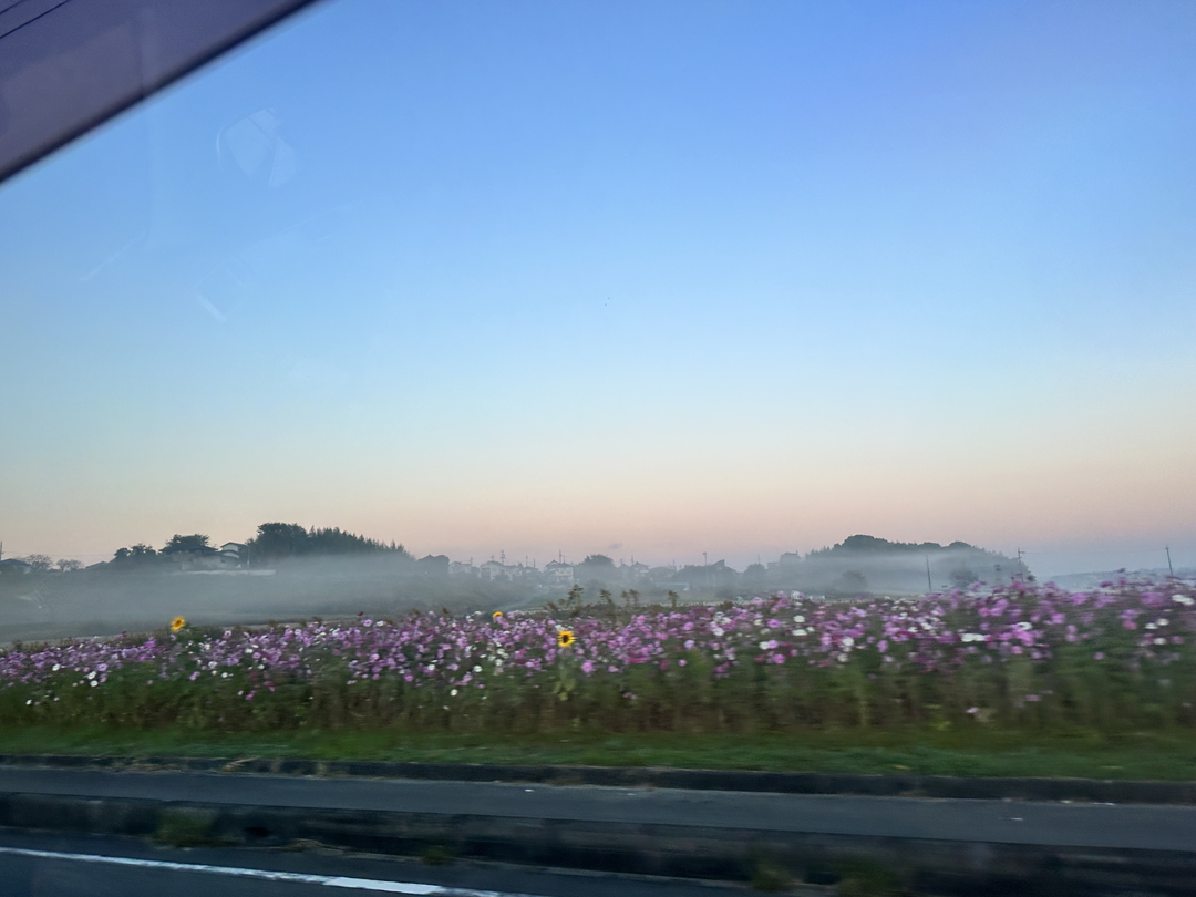 田畑の周りのコスモス畑の奥に白い霧が見える朝の景色