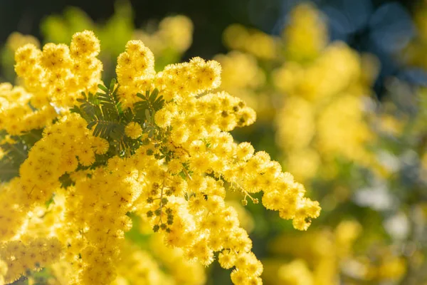 ふわふわとしたミモザの黄色い花が映っているイメージ