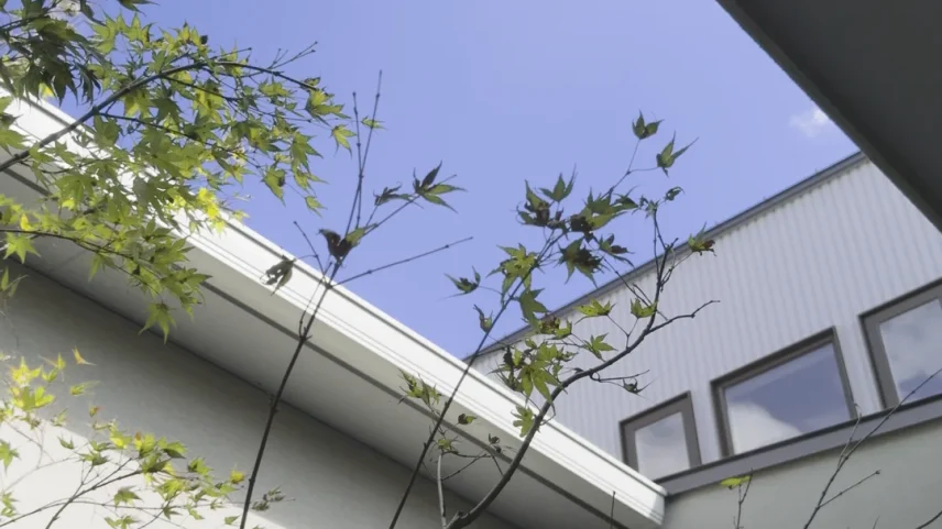 建物の間から空が見える。モミジが植わっている。