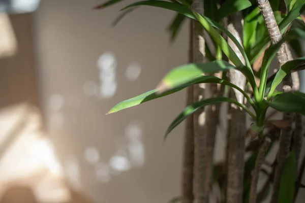 自然光が差し込む明るいLDKに置かれた観葉植物。穏やかで心地よい空間を演出。