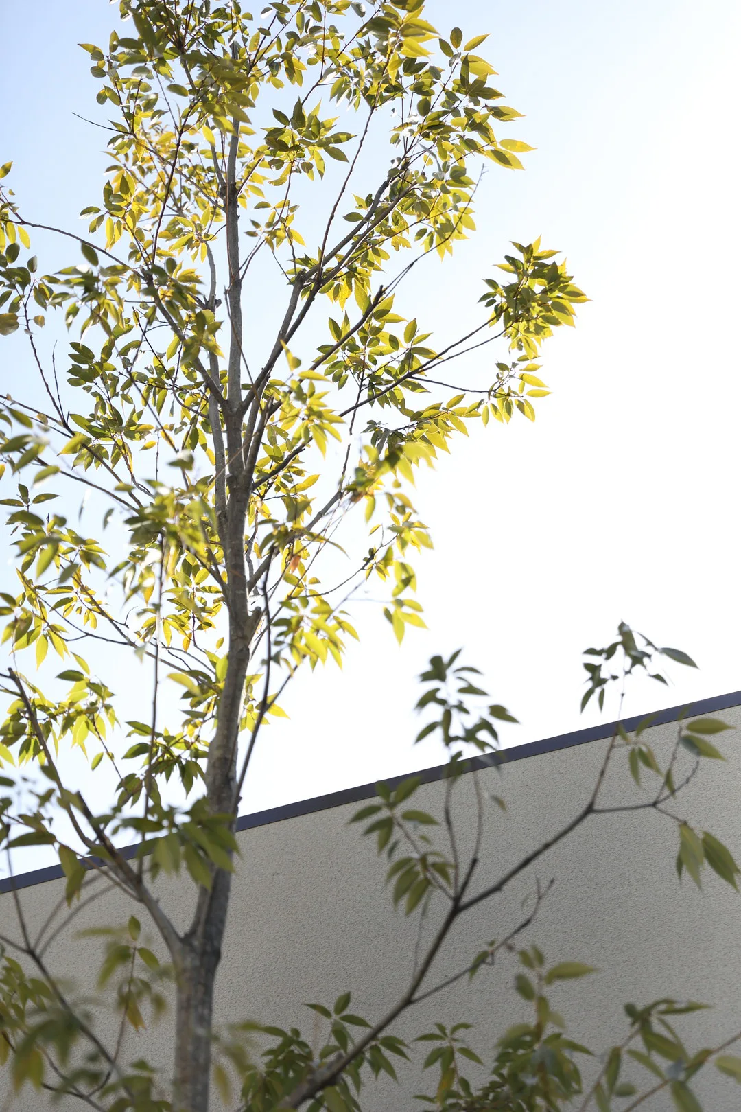 青空を背景に、新緑の葉を茂らせた木が、グレーの壁の前に立っている様子