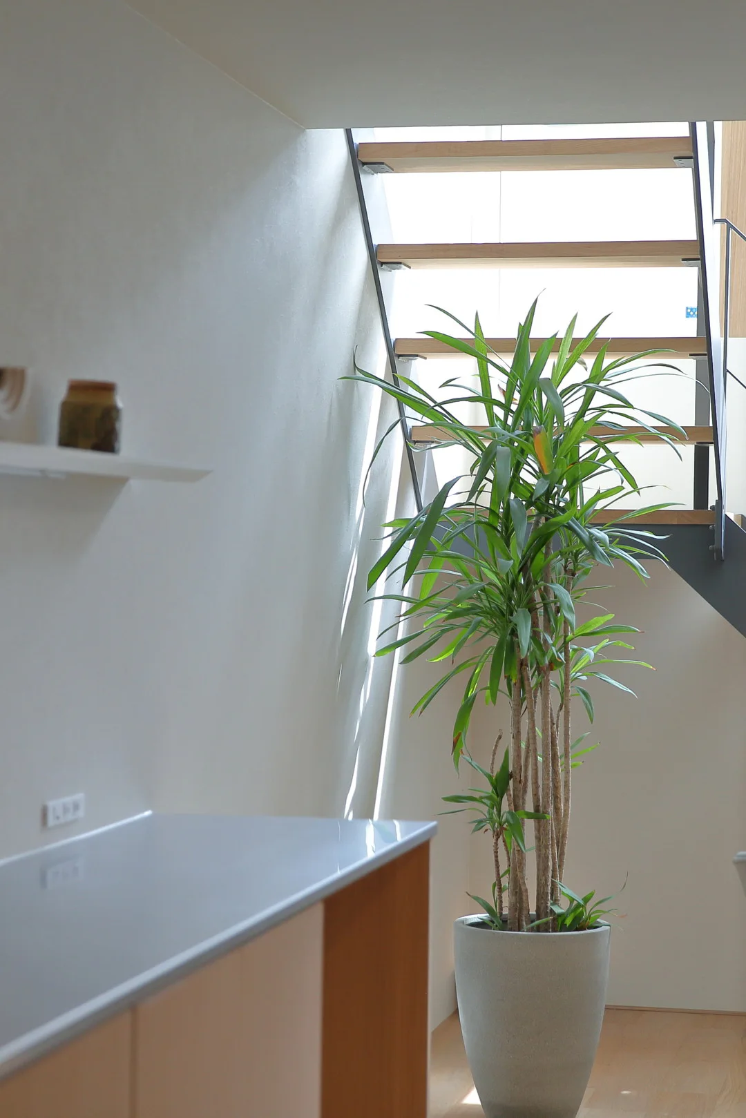 グレーの鉢に植えられた観葉植物と、それを照らすように差し込む自然光。背後には階段が見える