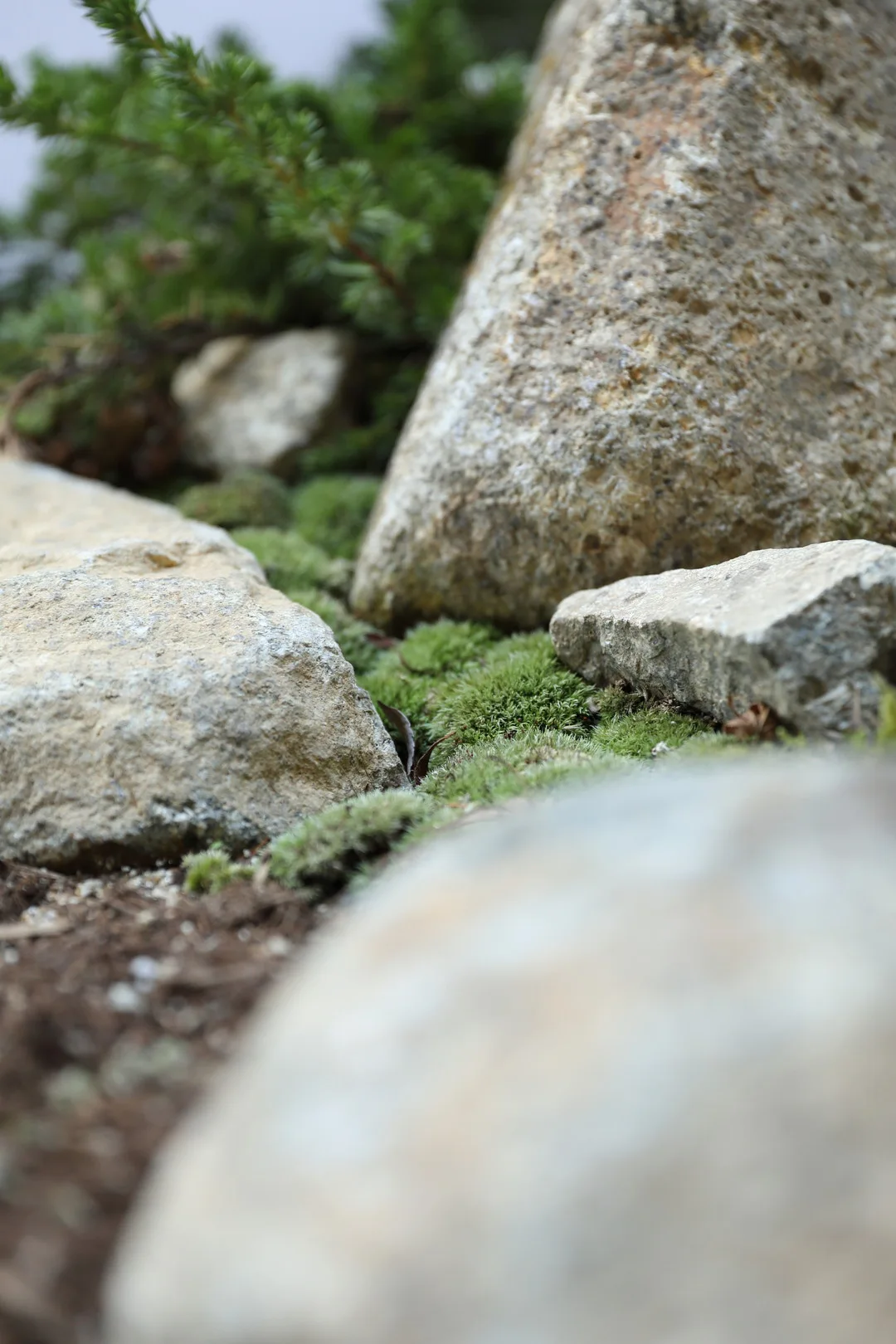 中庭のゴツゴツした岩と、その間に生える緑の苔のクローズアップ
