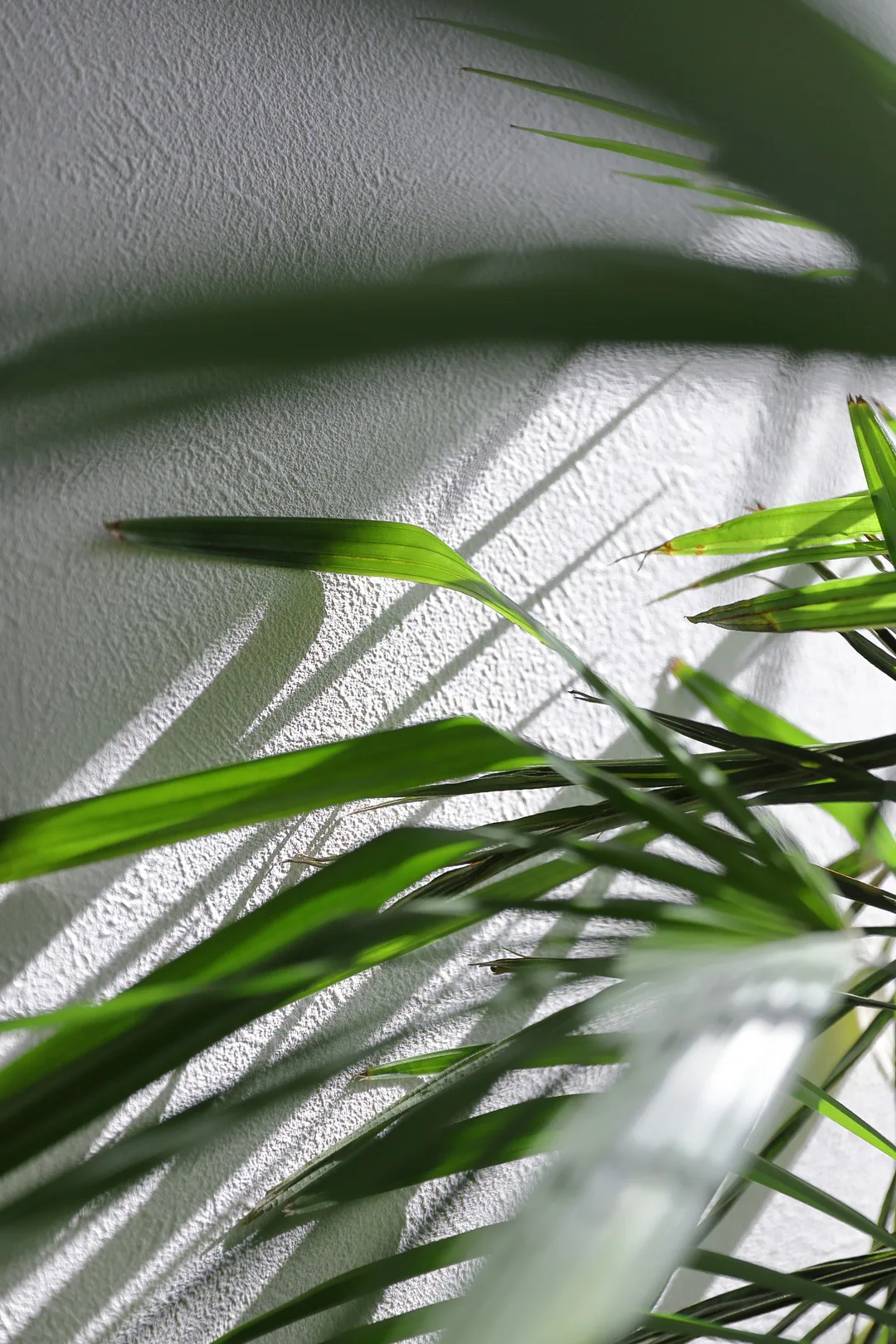 観葉植物の葉のクローズアップ。グレージュの壁を背景に、葉の緑と影が美しいコントラストを描く