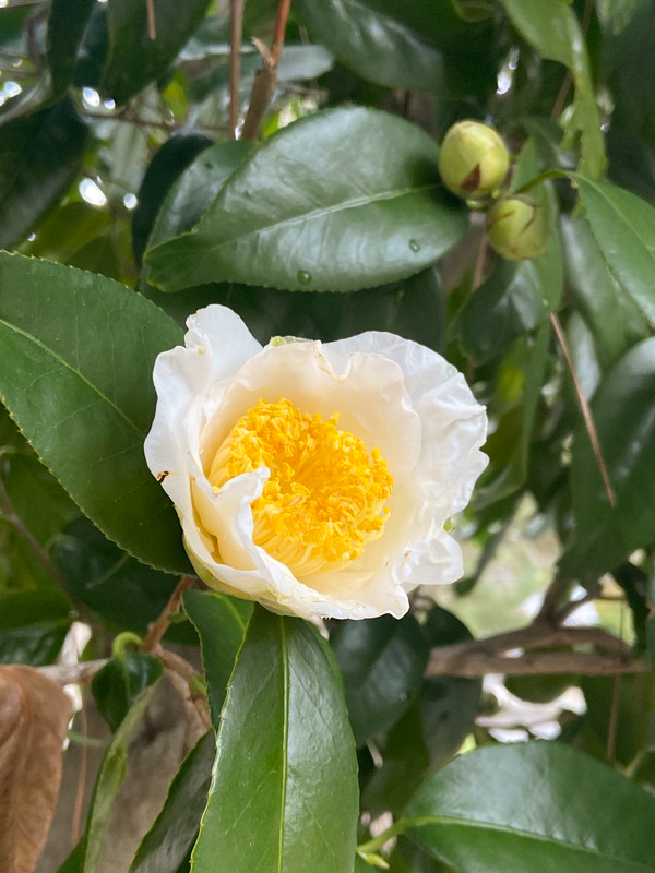 白い花びらの椿