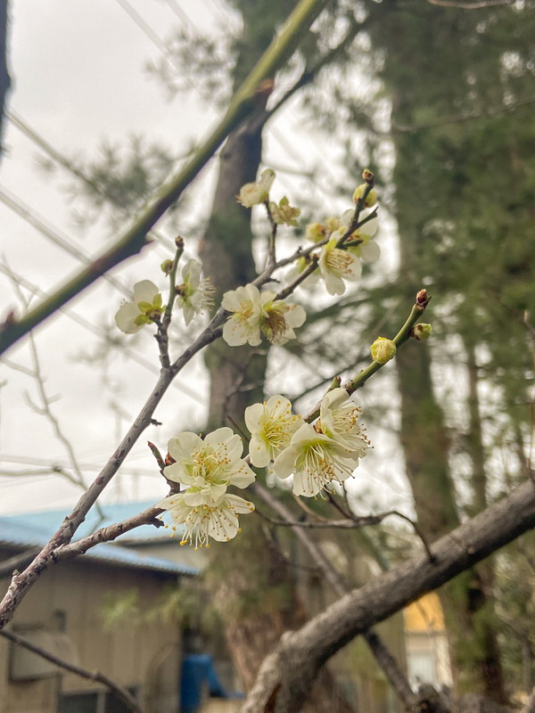 白い梅の花