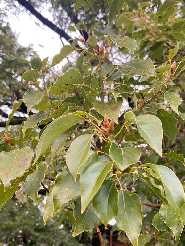 冬芽のあるクスノキ