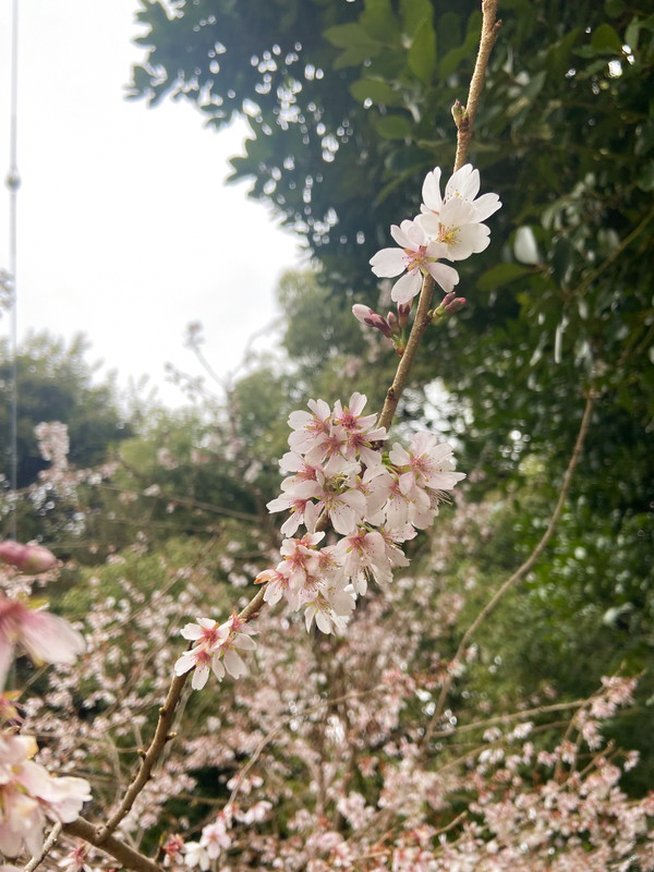 3月中旬に咲いていた桜