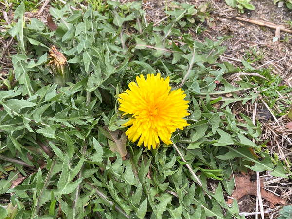 セイヨウタンポポの花