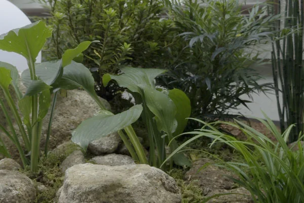 黄色い石の間に様々な植物が植えられている