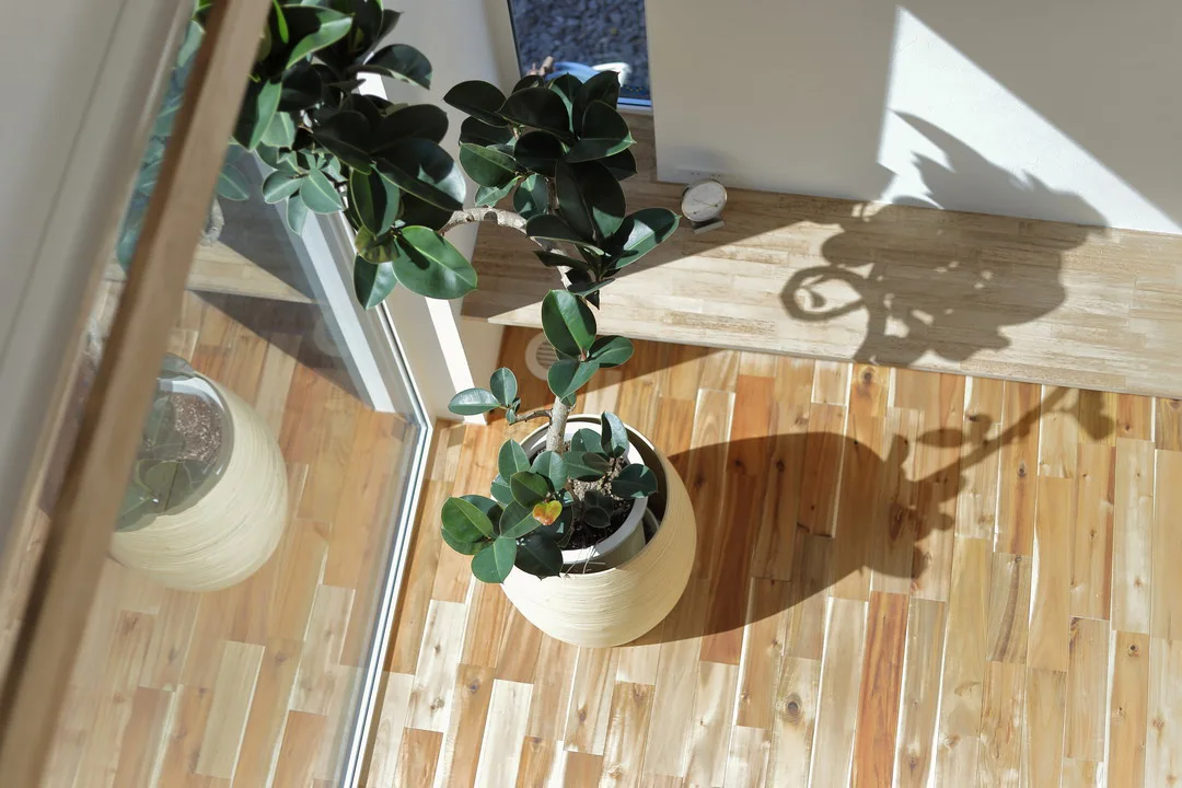 窓際に置かれた鉢植えの観葉植物を上から撮影。アカシア無垢材の床に植物の影が落ちている。