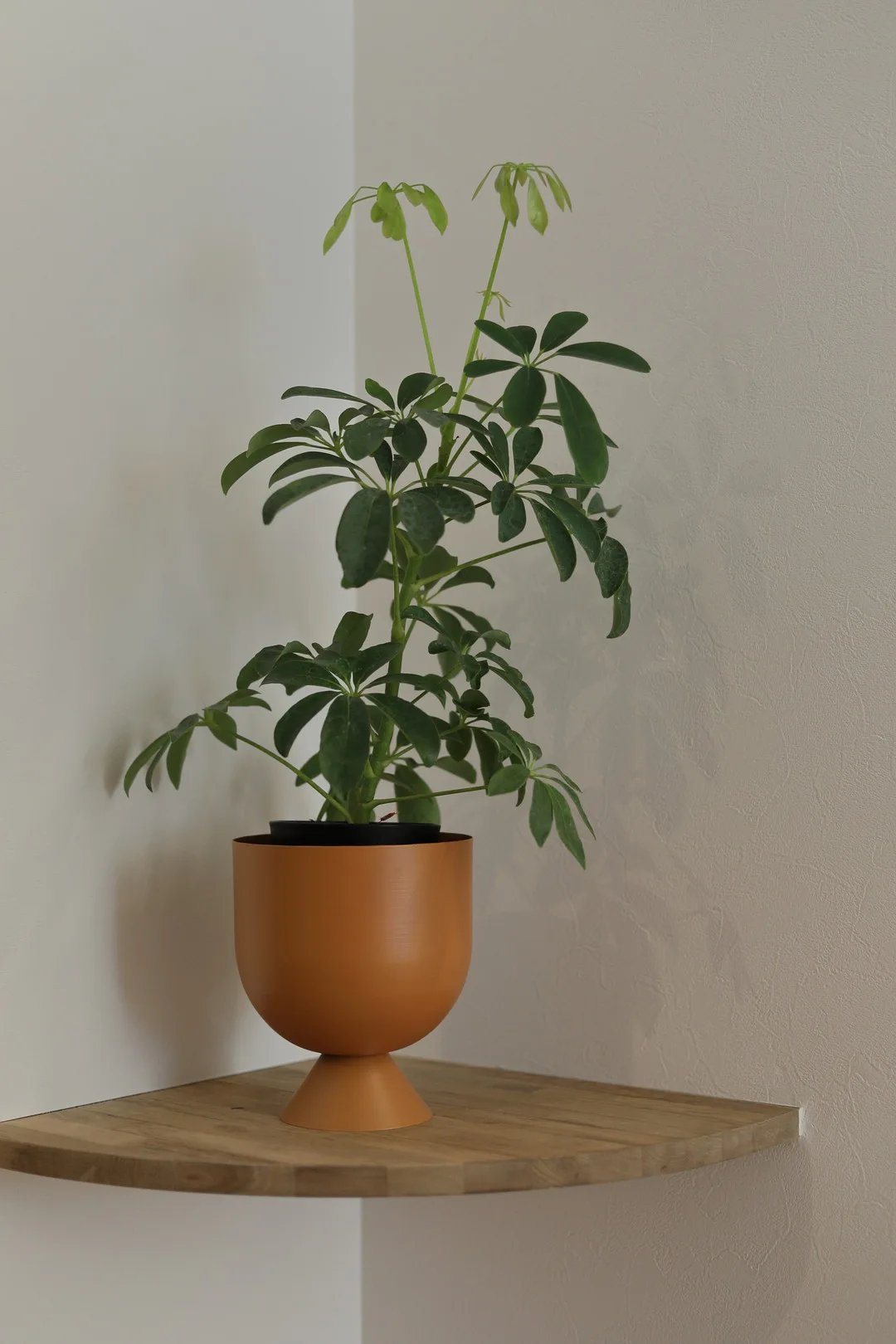 テラコッタ色の丸い鉢に植えられたシェフレラの観葉植物が、木製のコーナーシェルフに飾られている様子。