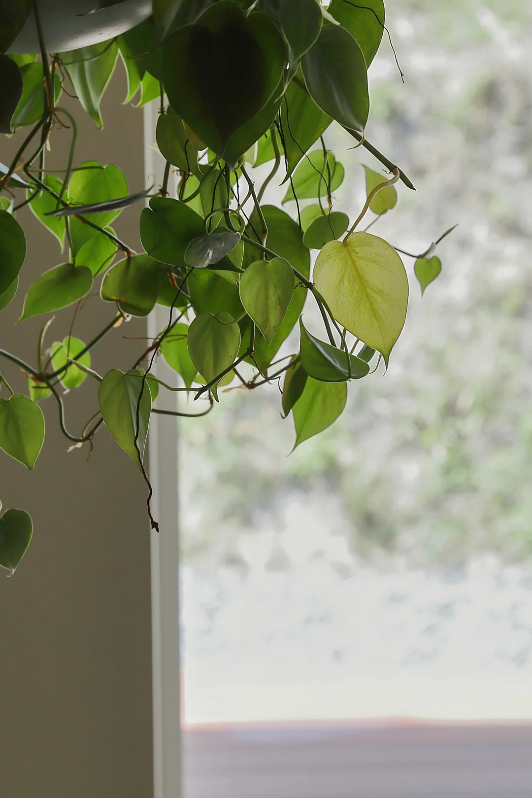 窓辺に置かれた観葉植物の、ハート型の緑の葉のクローズアップ。背景の窓は柔らかくぼやけている。