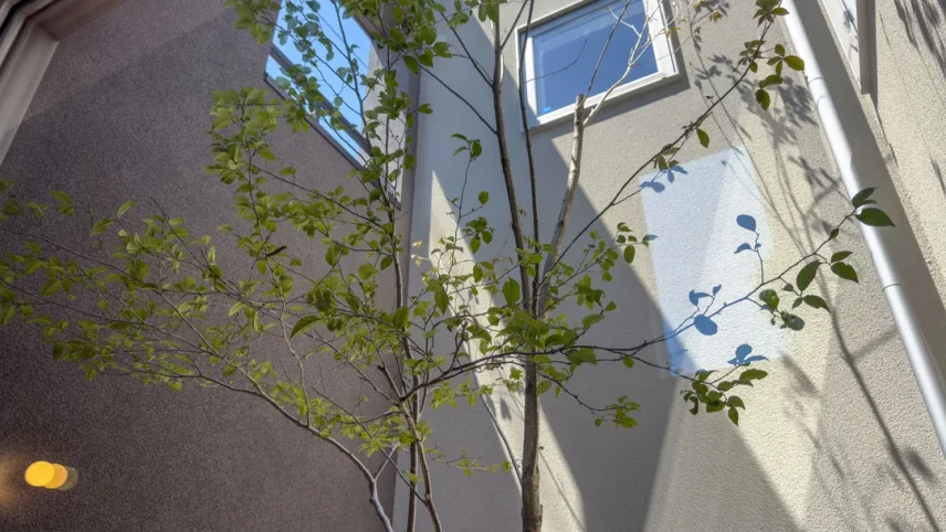 壁に囲われた空間に伸びる樹