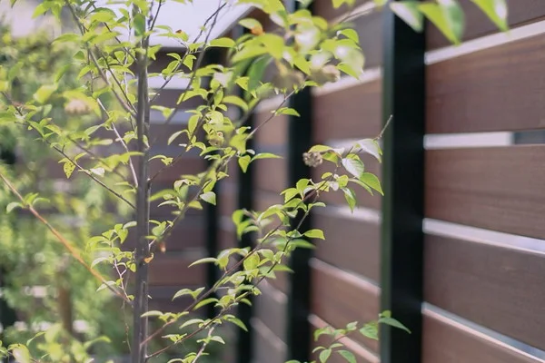 庭の木と目隠しのフェンス