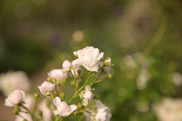 白い花。背景はぼけている