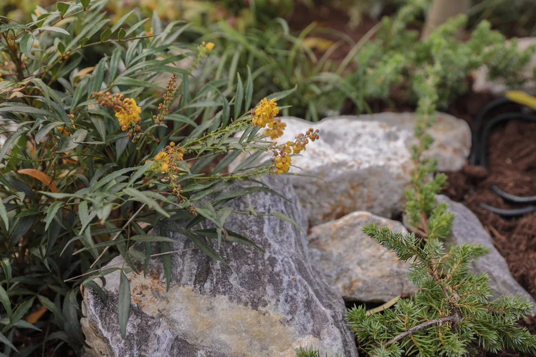 庭の植栽のクローズアップ。自然石と組み合わされた低木や黄色い花が咲く植物