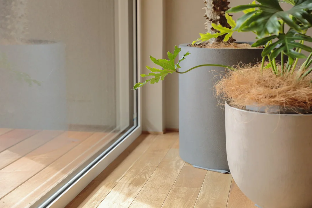 リビングの大きな窓の横に置かれた大きな観葉植物の鉢。木の質感が美しいフローリングの床に陽光が差し込んでいる。