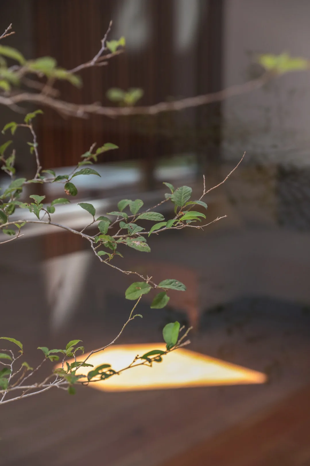 窓ガラスの反射と植物のシルエットが重なり、奥行きと雰囲気を感じさせる一枚